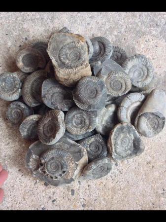 Image 2 of Fossil ammonites for sale various sizes