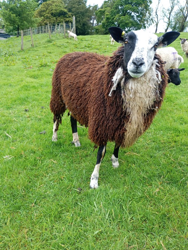 Preview of the first image of Zwartble tup Hogg  April 2023.