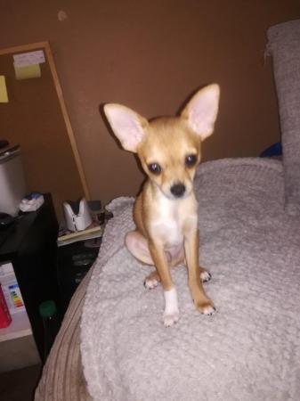Image 16 of very small chihuahua pups for sale  only 1 boy n 1 girl left