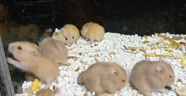 Image 12 of Baby Campbell's Hamsters