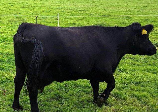 Image 1 of Pedigree Dexter Cow with Calf at Foot