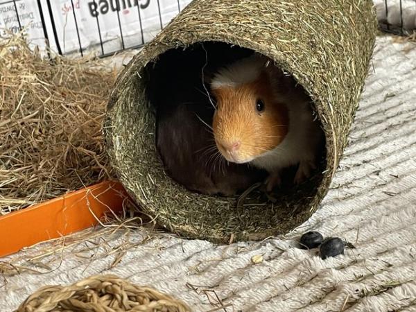 Image 2 of 2 x gorgeous 8 month old Guinea Pigs for sale