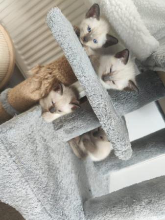 Image 29 of 5 Male Siamese kittens for sale - 4 LEFT