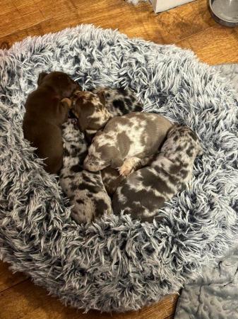 Miniature dachshund's 4 weeks old for sale in Newcastle, Staffordshire