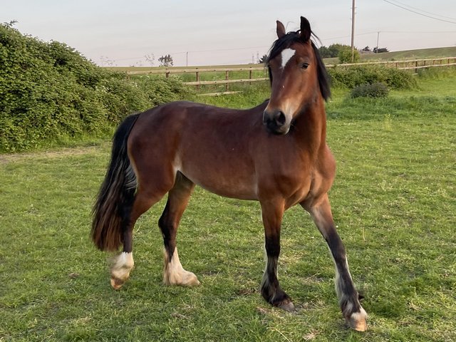 Preview of the first image of Smart 4yo 14.2 Welsh D mare.
