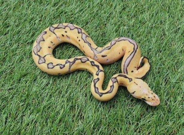 Image 5 of Pastel Enchi Clown Female royal python