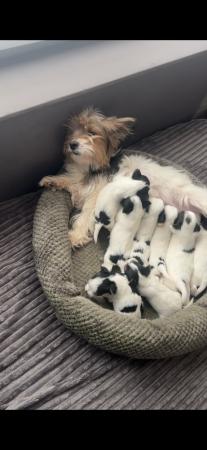 Image 5 of Very meautiful mini Biewer puppies for sale