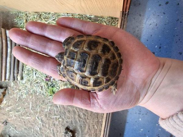 Image 7 of Horsfield Tortoises For Sale Cb22