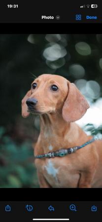 Image 2 of Miniature Dachshund puppies