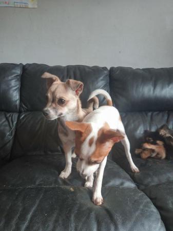 Image 8 of Chihuahua puppies,FULLY VACCINATED!!