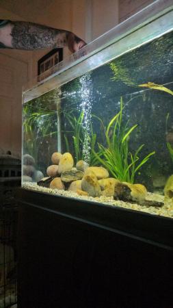 Image 2 of 6 red belly piranhas.  Haven't got the room to upgrade my ta