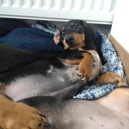 Image 1 of Pure bred female dachshund looking for forever pet home