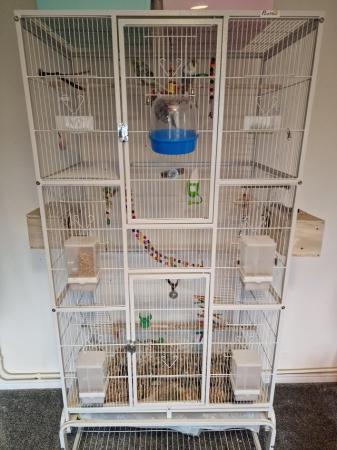 Image 6 of 4 budgies with very large cage