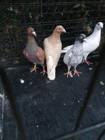 Image 5 of Quality Racing pigeons coloured