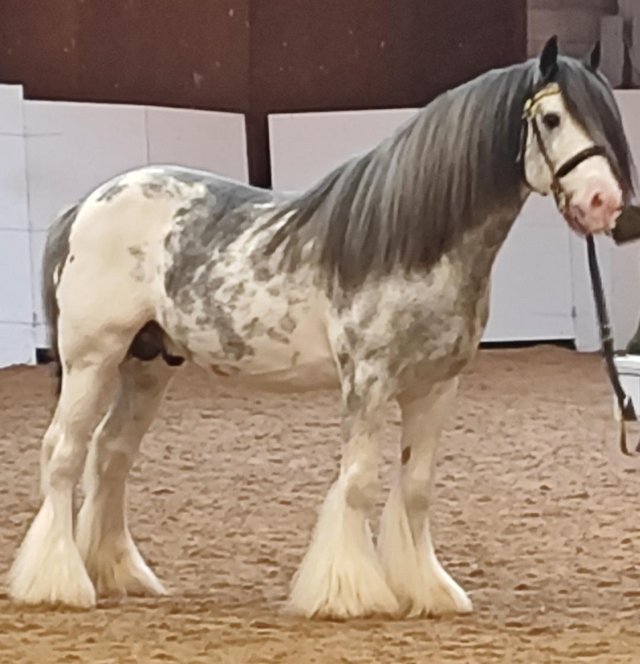 Preview of the first image of Stallion Traditional cob 14.2hh 12yrs old.