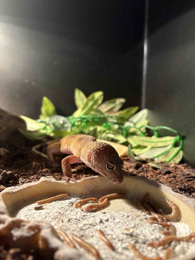 1yr old lepord gecko £60 — photo 4 of 4