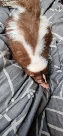 Image 4 of 2 Year Old Chocolate Female Skunk
