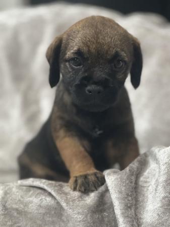 Image 4 of Slem clear border terrier girl 3/4 oxcroft ready now