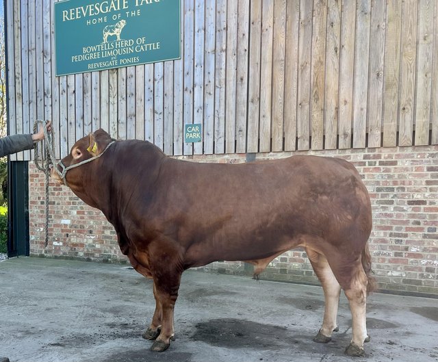 Preview of the first image of Limousin Bull available.
