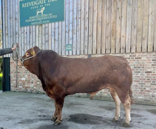 Image 1 of Limousin Bull available