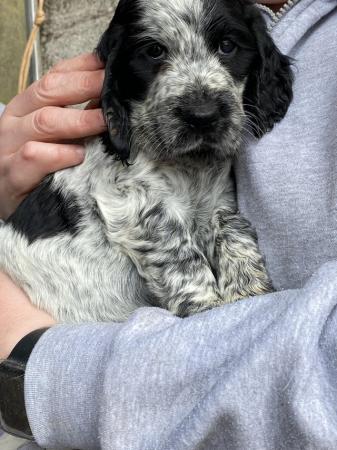 Image 1 of Cocker spaniel puppies bitches & dogs available