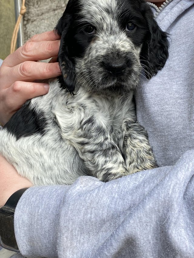 Preview of the first image of Cocker spaniel puppies bitches & dogs available.