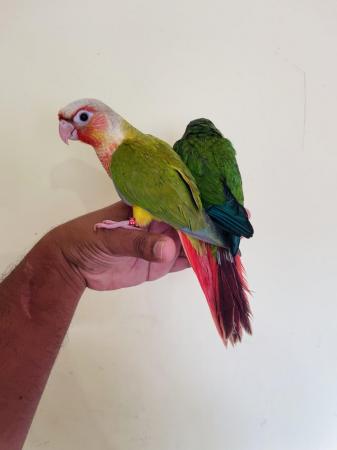 Image 5 of Hand reared baby conures for sale