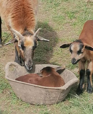 Image 1 of Rare breed Cameroon lambs available