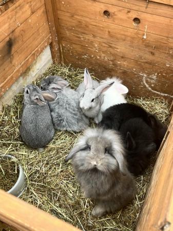 Image 1 of Baby rabbits/bunnies ready now