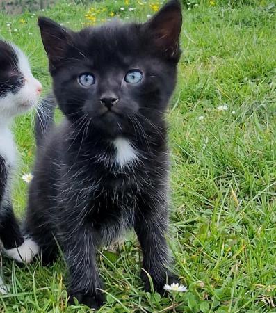 Image 4 of 3 beautiful British short haired kittens