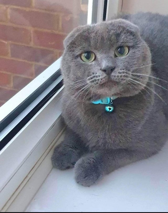 8 cats looking for loving homes 3 girls 6 month old 5 baby's — photo 4 of 4