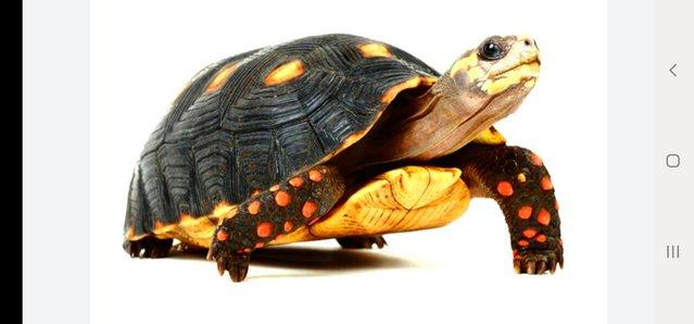 Preview of the first image of Red and yellow foot tortoise rehoming service.