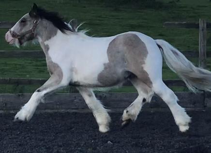 Image 2 of Outstanding Traditional Dun & White Cob Gelding 2 yr old