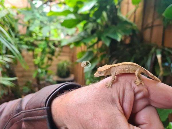 Image 2 of Beautiful Crested Geckos!!! (ONLY 1 LEFT)