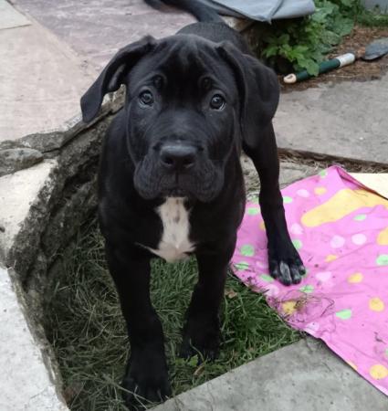 Image 10 of NEEDS A FOREVER HOME! (F) Cane Corso Pup