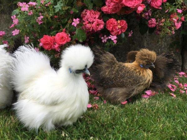 Image 3 of Silkie, pekin & sablepoot pullets available