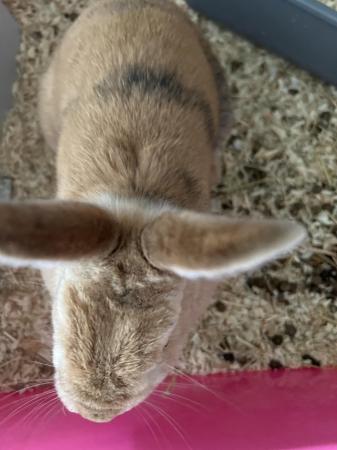 Image 5 of Female house bunny for sale