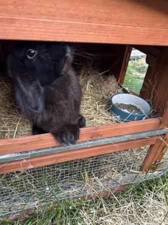 Image 1 of Lovely lop rabbits both males & females