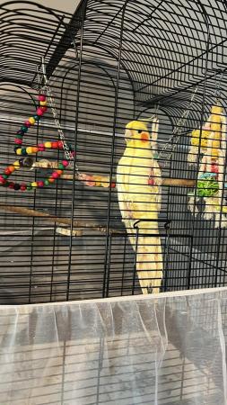 Image 4 of White cockatiel with cage and toys