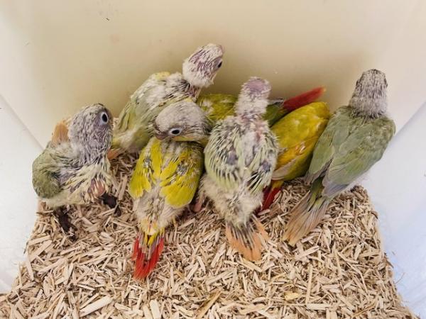 Image 6 of Hand reared baby conures for sale