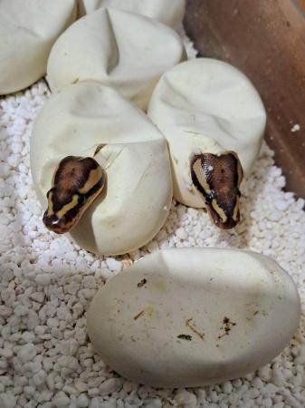 Image 3 of *ON HOLD* 2023 Fire Pied female Royal / Ball Python