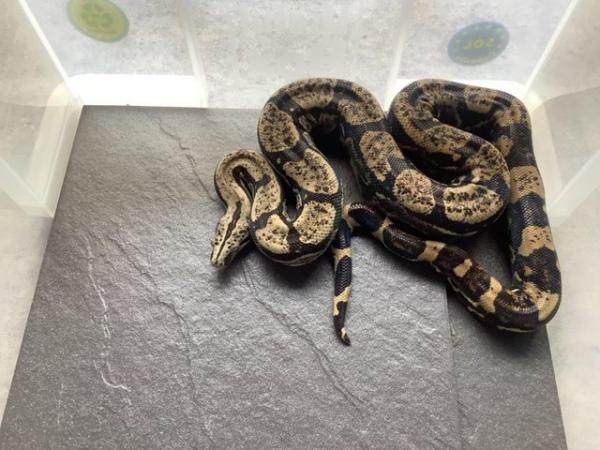 Image 2 of 3year old male Peruvian long tail boa constrictor