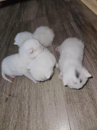 Image 4 of Kittens looking for new home
