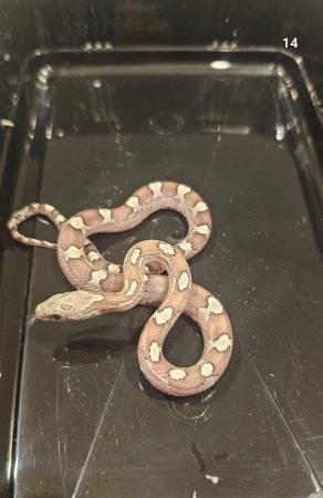 Image 2 of Baby corn snakes 9 months old various colours. Not been sexe