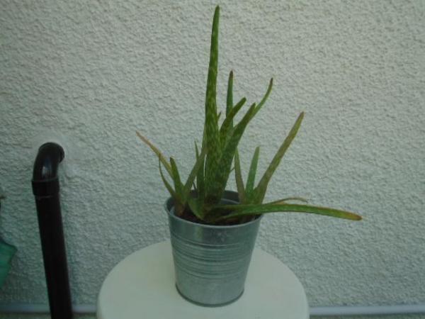 Image 3 of Aloe vera plant in a silvery metal pot