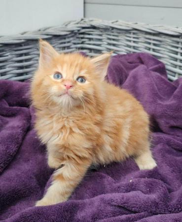 Image 10 of Maine Coon Kittens ONE GIRL LEFT!
