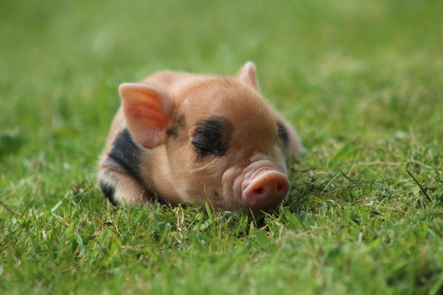 Preview of the first image of Micro miniature piglets.