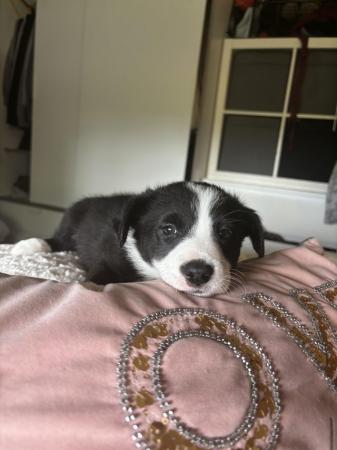 Image 2 of Ready to reserve border collie puppys from a home environmen