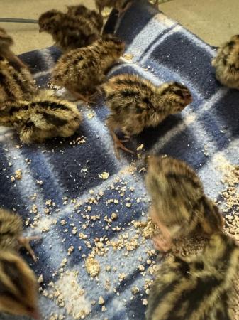 Image 1 of quail chicks available now.