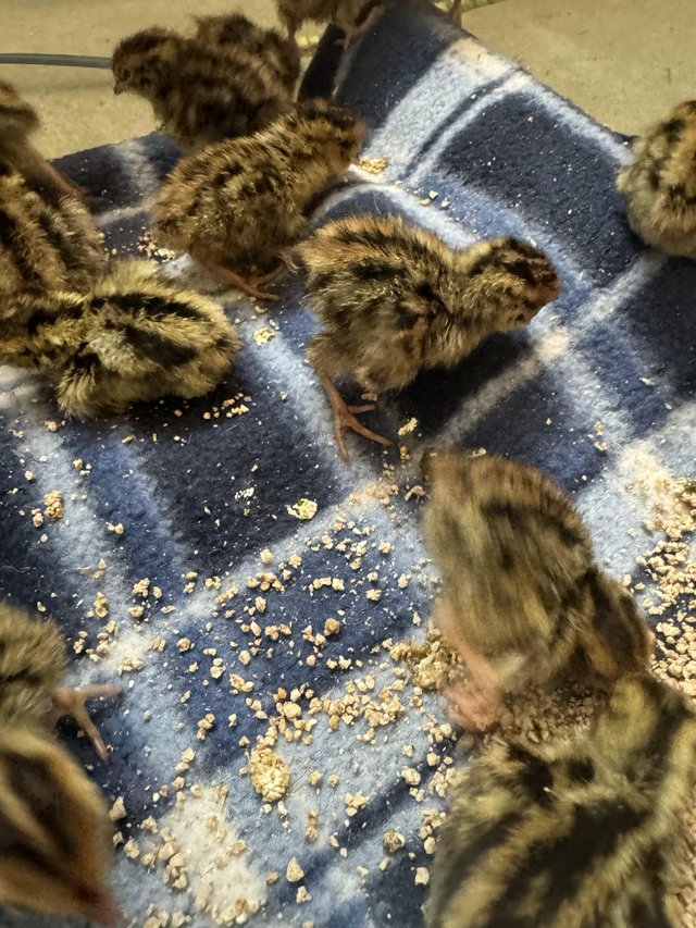 Preview of the first image of quail chicks available now..